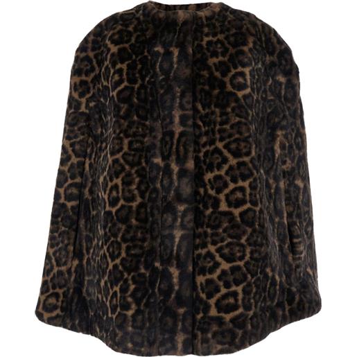 Apparis mantella leopardata - marrone